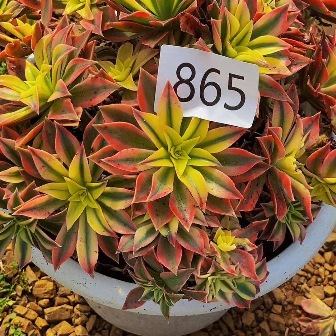 上古园艺多肉法师865