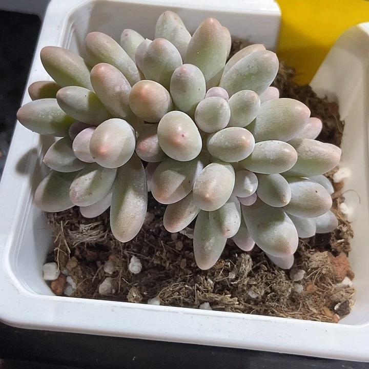 多肉植物汤圆朵朵886