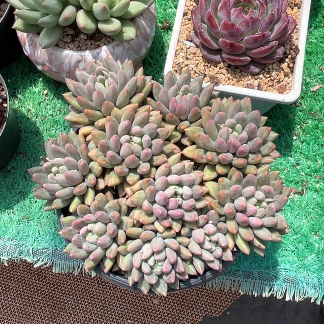 十头摘心红蜻蜓多肉