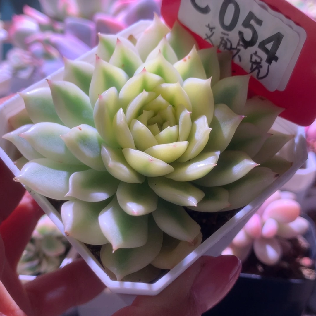 艾丽卡宽覆轮锦有根