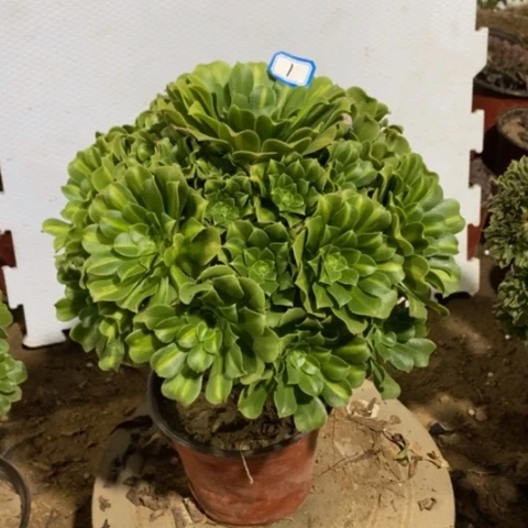 翡翠琉璃一物一拍