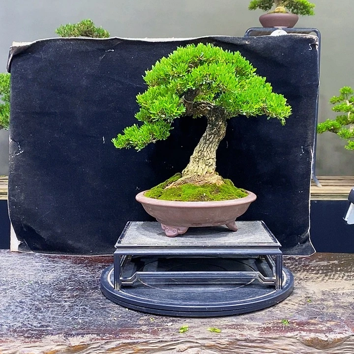 无花朵黄杨盆景四季常青