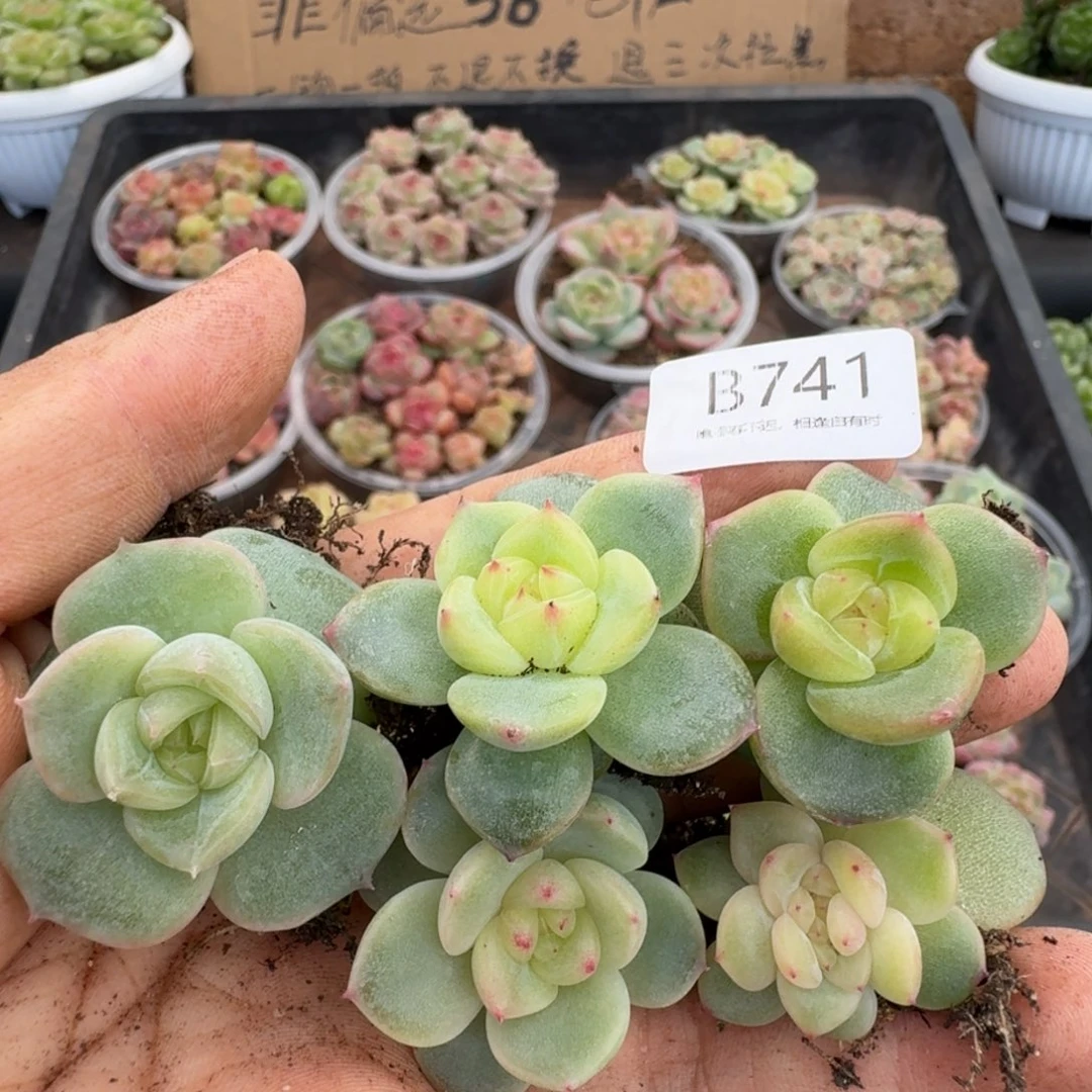 一物一拍一物一拍1026-741