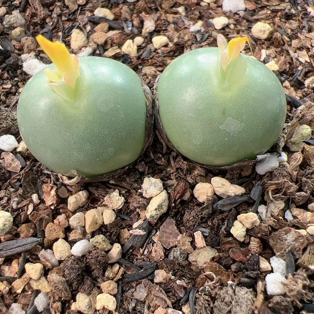 【闪购商品】14 嘟嘴拳