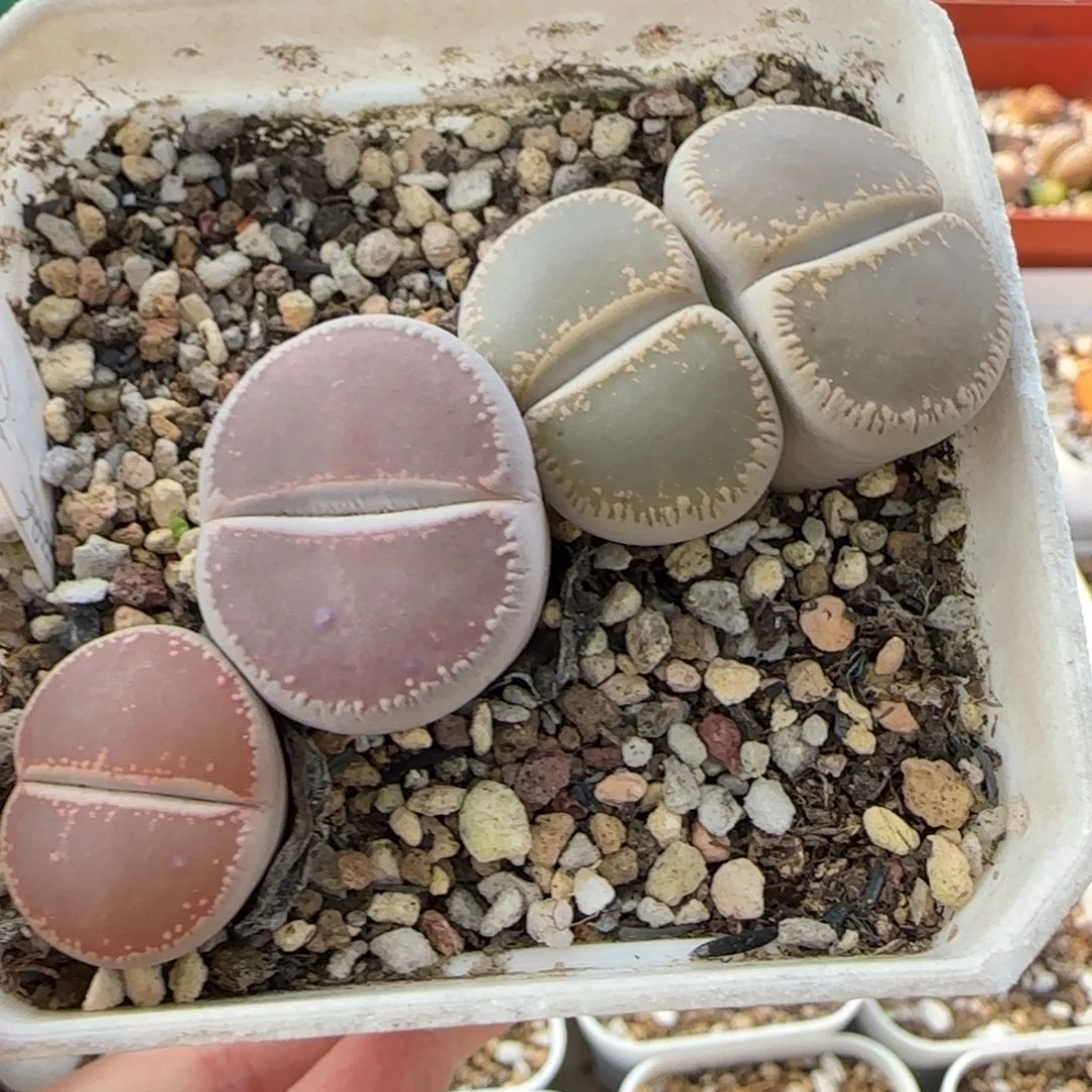 11.15。爱萌清盒脱土生石花。8023