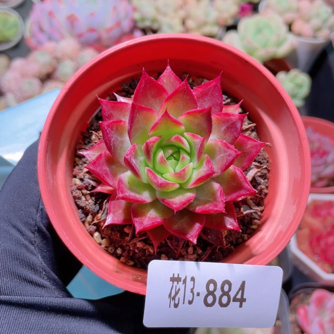 花利美13-884小海螺