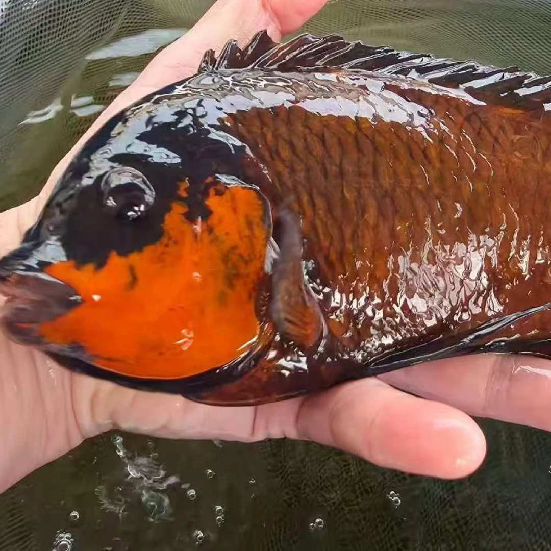 三湖慈雕红龙王鲜活、坦桑尼亚鱼，热带观赏鱼三湖慈鲷饲料