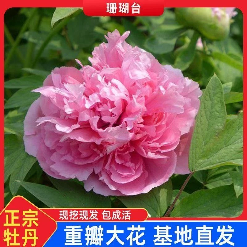 【珊瑚台】牡丹花苗6到10枝条