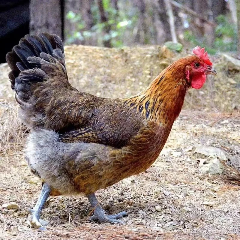 [1年老母鸡]2只清远黑脚老母鸡 新鲜现杀 源产广东清远发货/顺丰