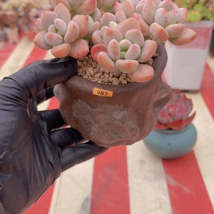 简***美一物一拍编号983