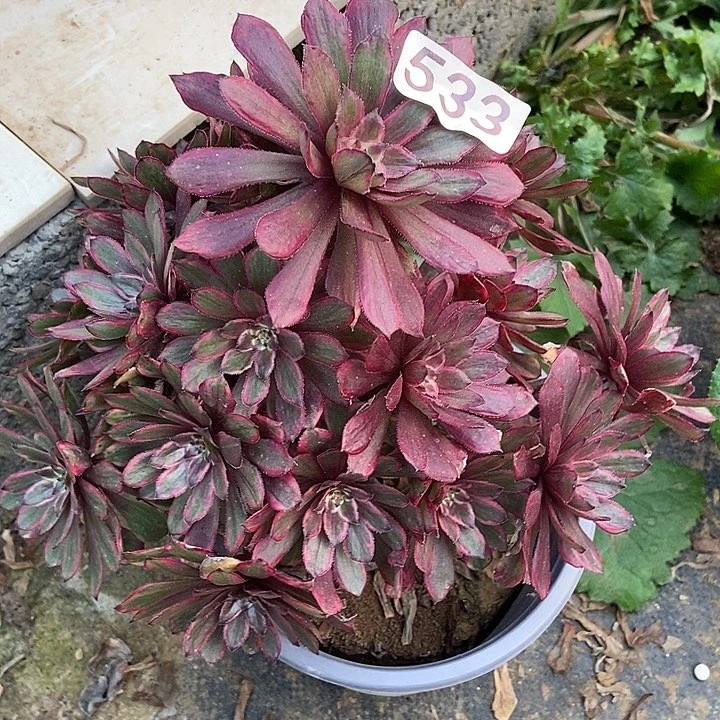 紫霞仙子朵朵533多肉1