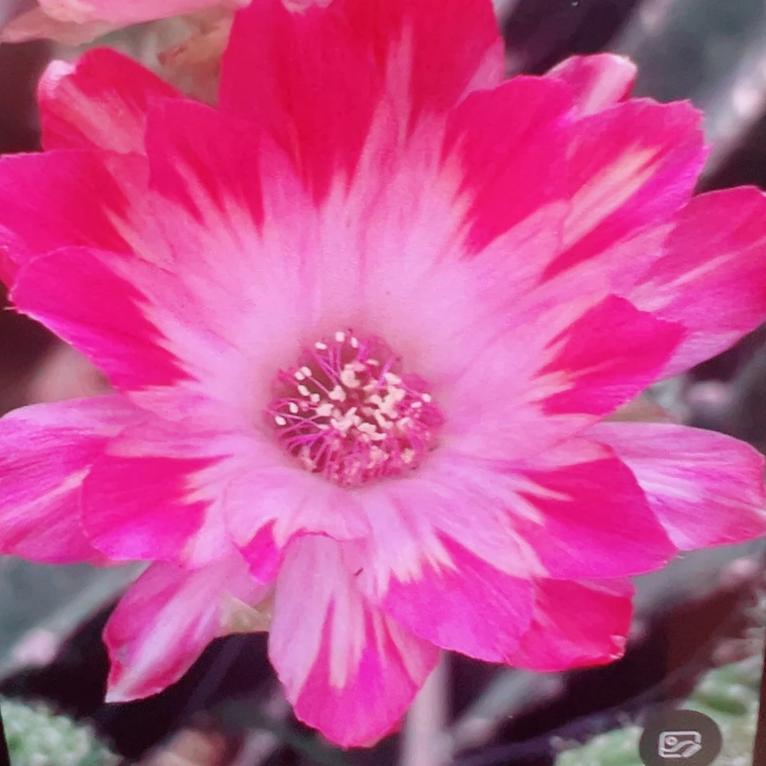 丽花 迈克 侧芽 满20包邮