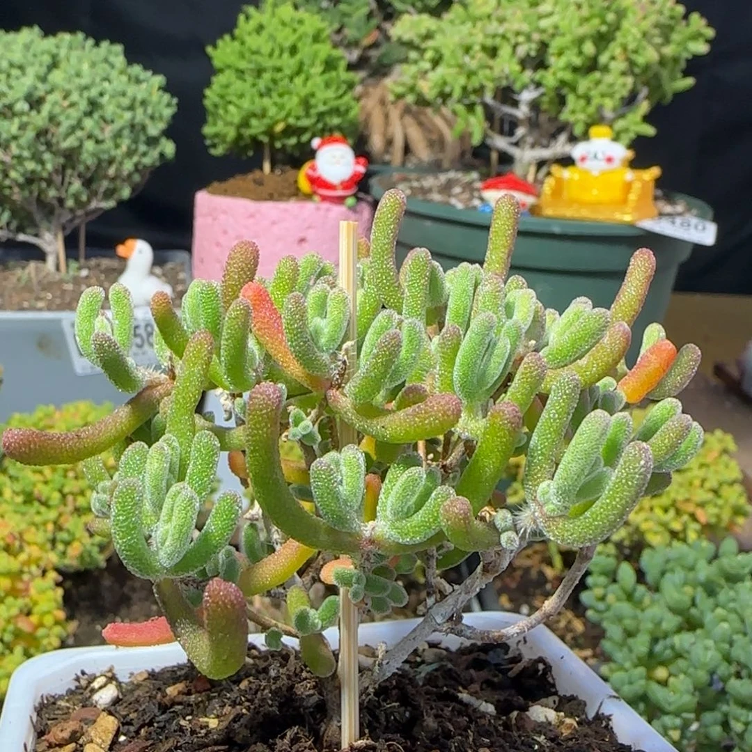 dy0495琉璃老桩直杆三岔