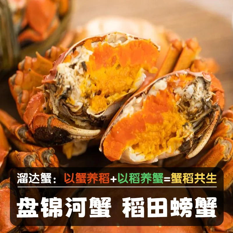 【活蟹】盘锦河蟹 1.4-1.6 两 全母蟹 2斤 精品手挑 顺丰发货