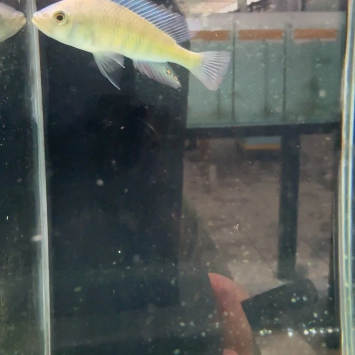 慈鲷1260厚皮。