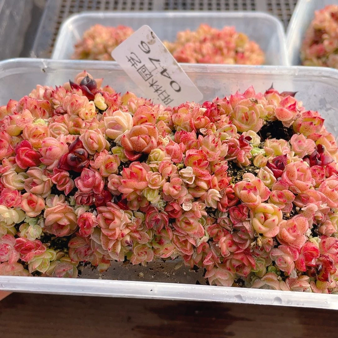 记***哦多肉植物多肉植物476