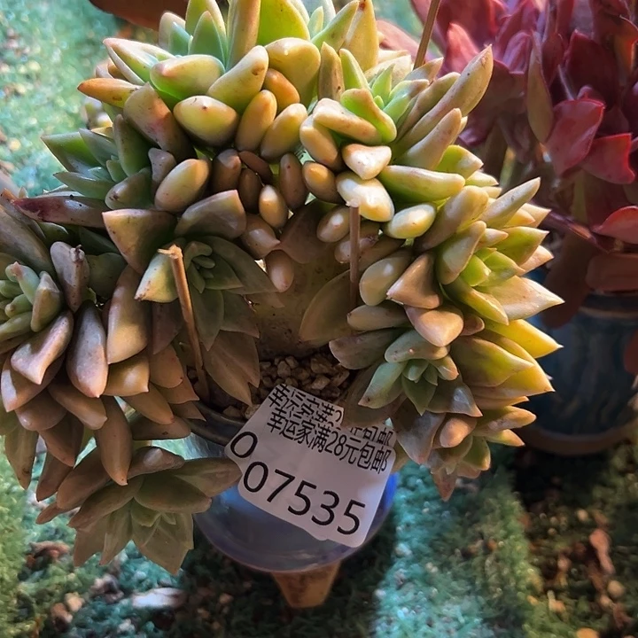 幸运的人是我自己吧笑而不自知