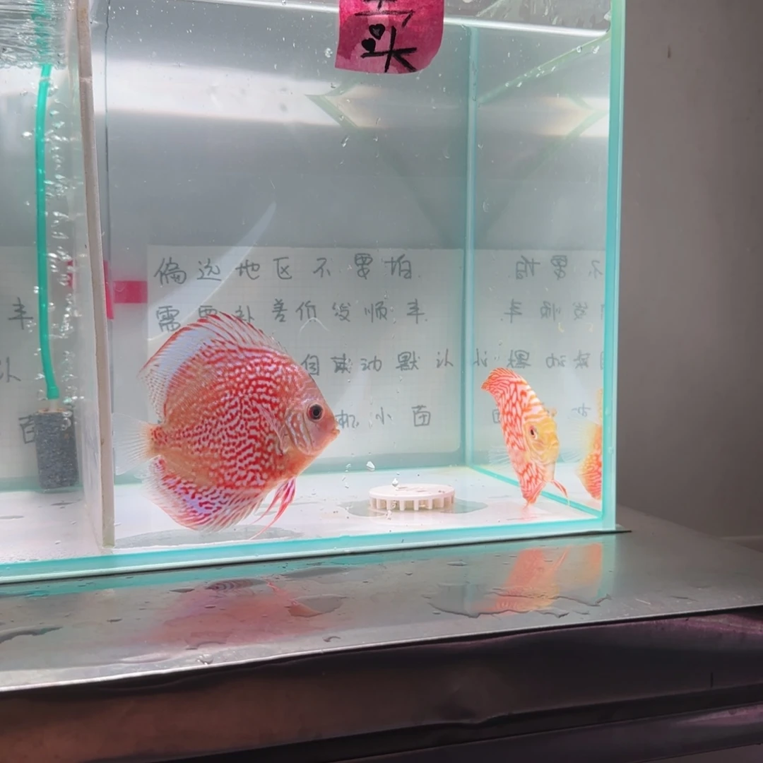 七彩神仙鱼七彩8-11，2条价格