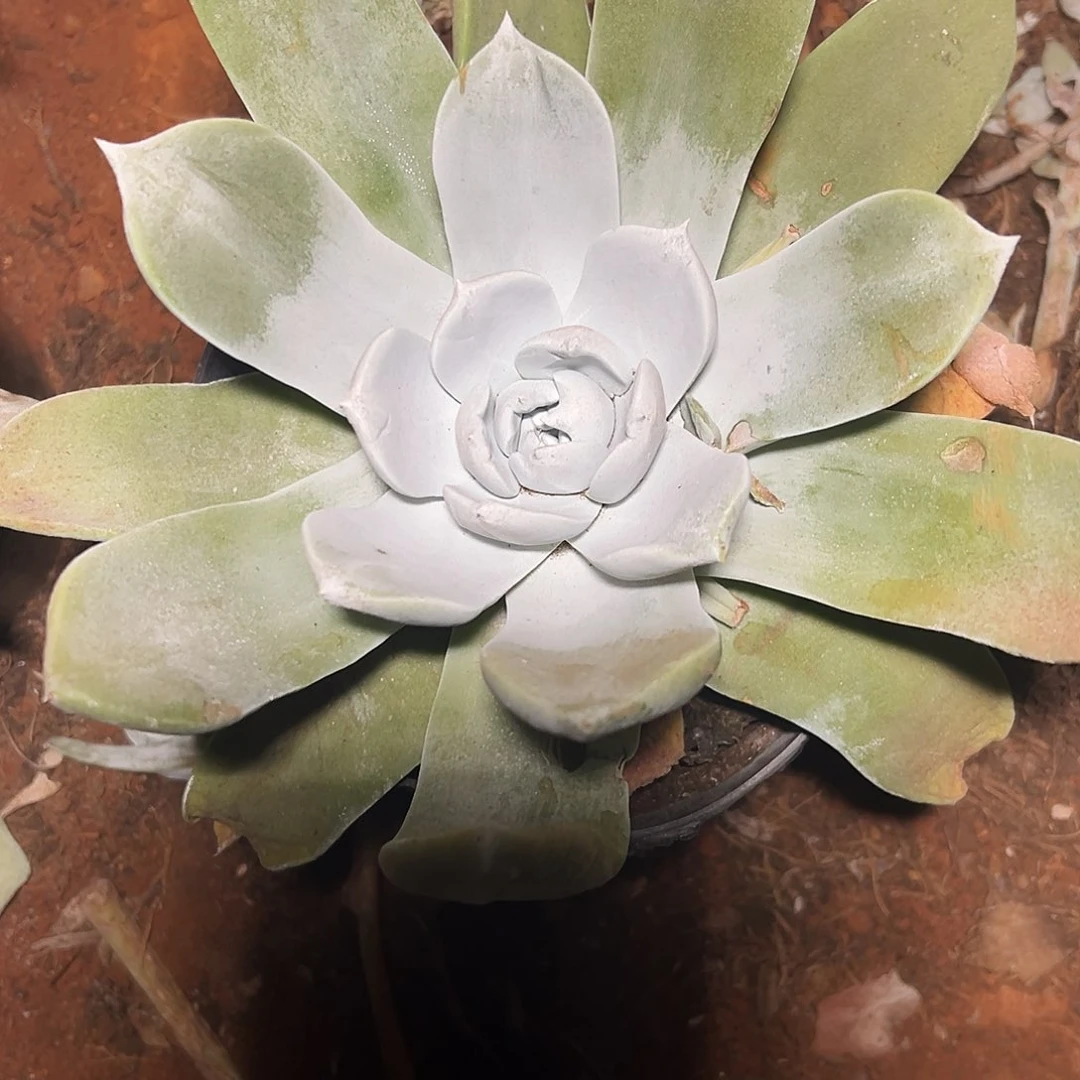 罗**姐仙女杯杂交多肉植物