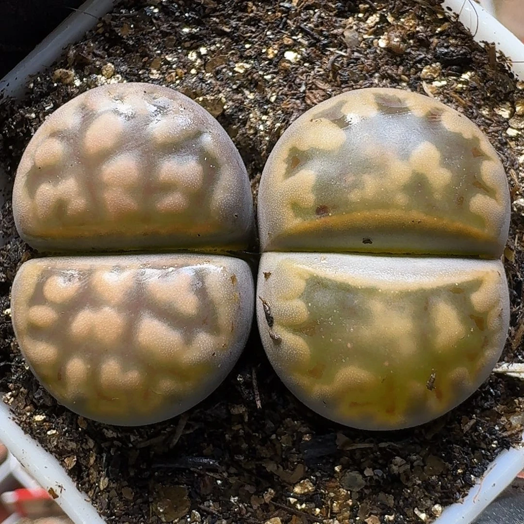 生石花111111。  218