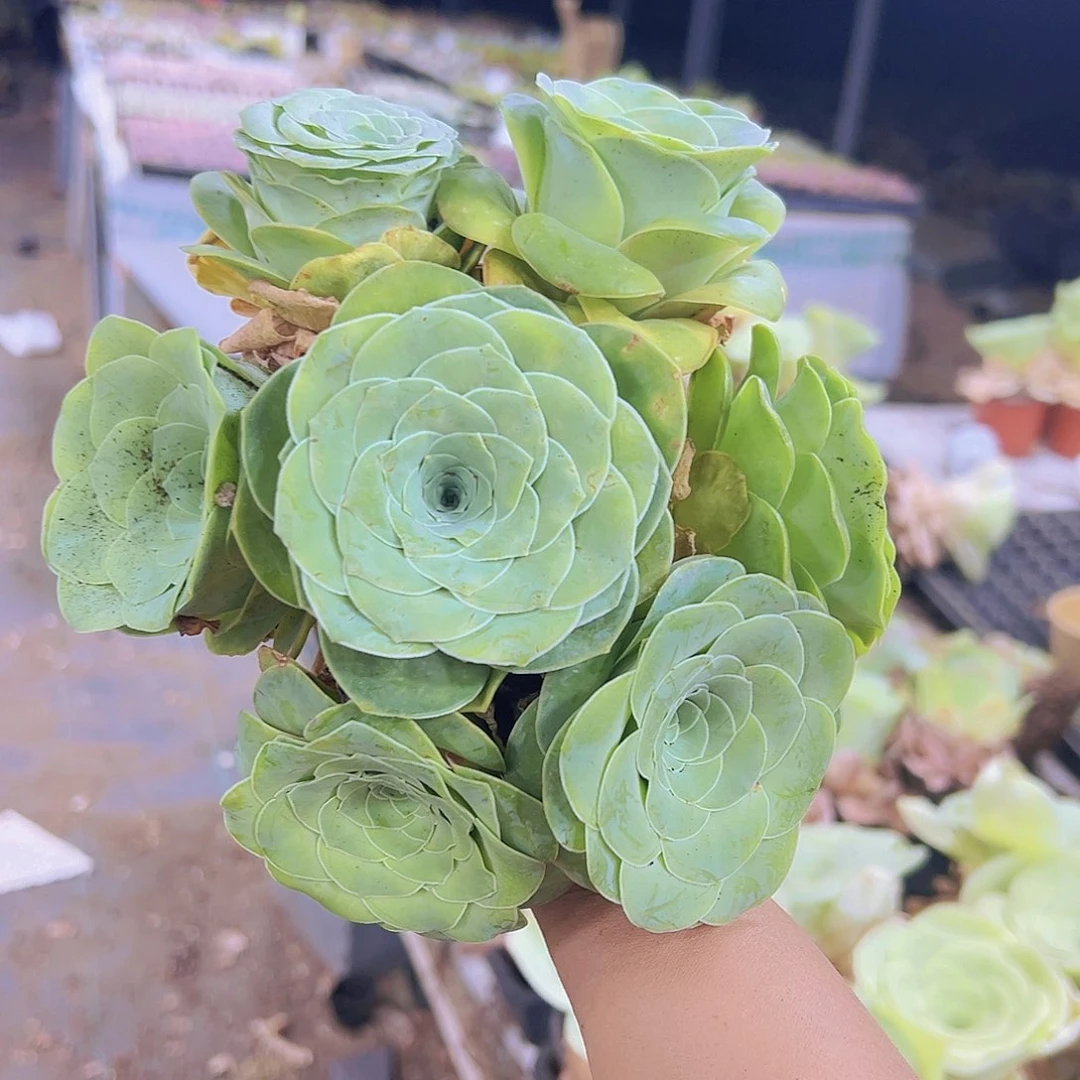 平口大大苗7个19包邮