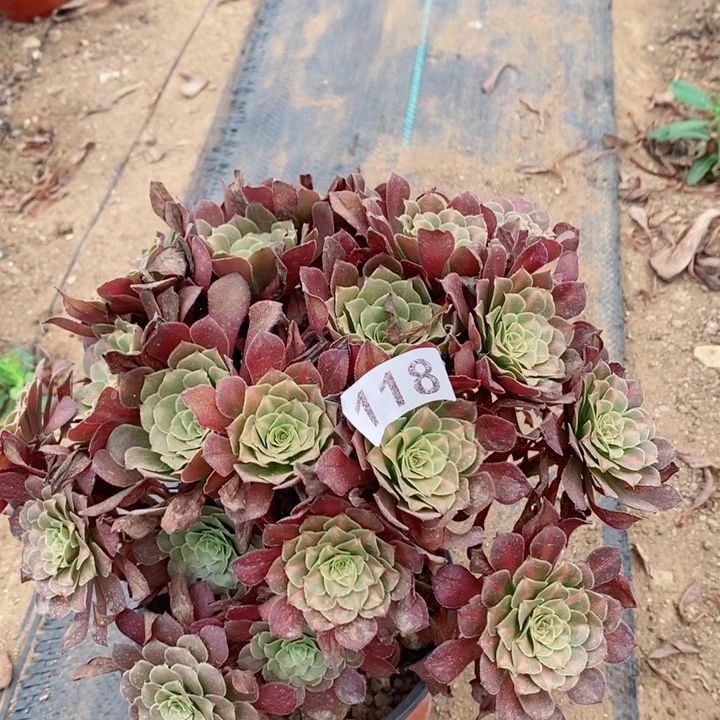 118红铜壶中班多肉植物