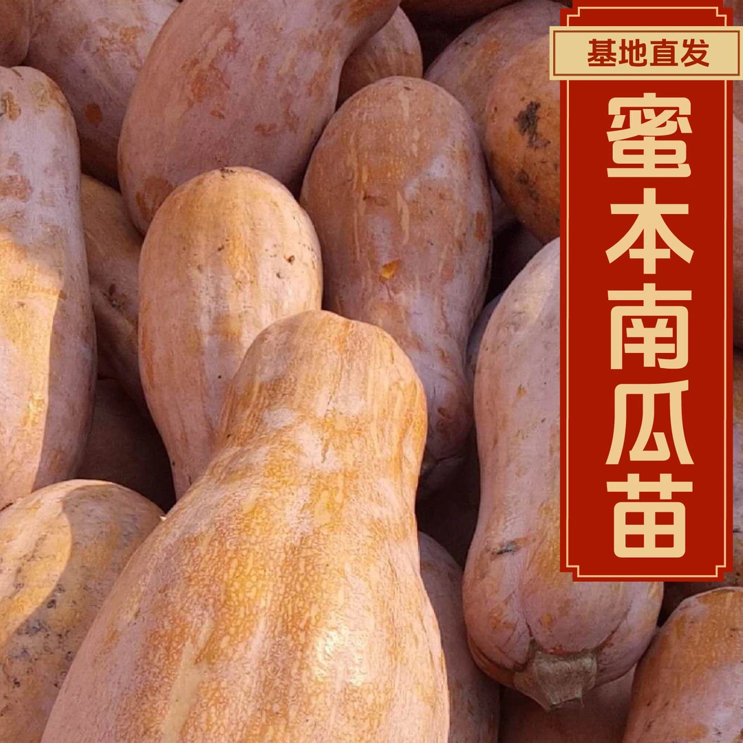 【蜜本南瓜苗】超甜糯蜜本老南瓜苗秧带土球高产奶油南瓜四季盆栽
