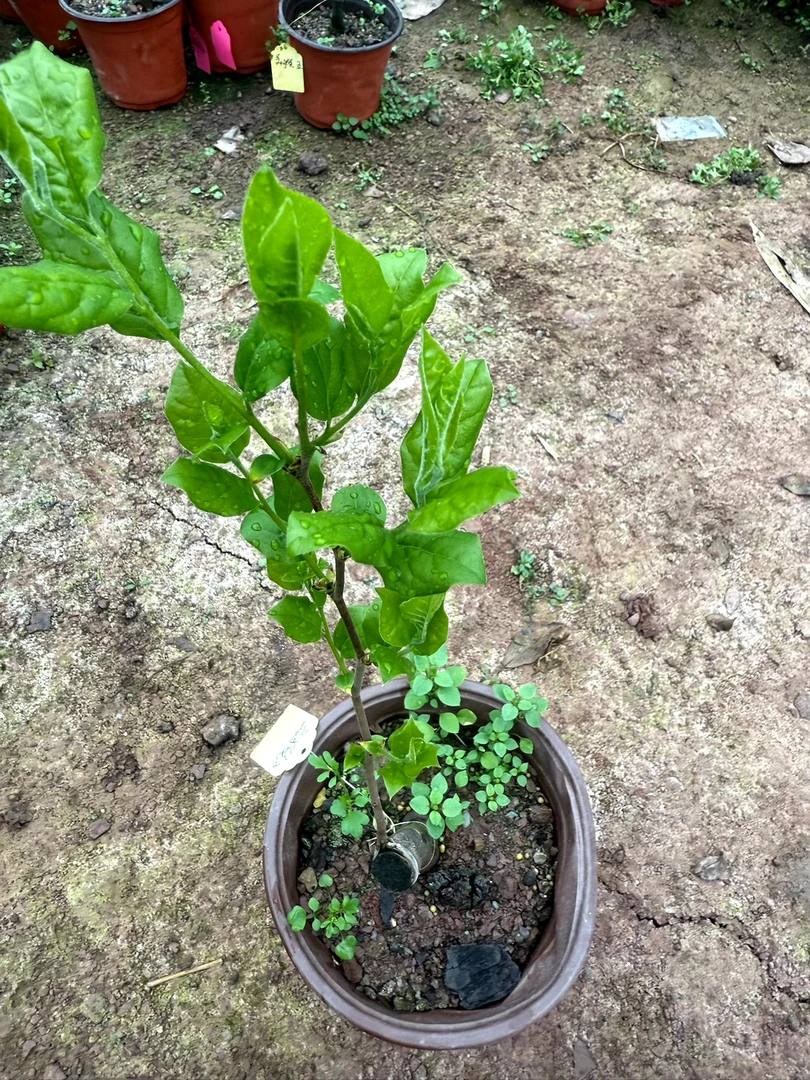 老鸭柿带土金弹子嫁接苗子直播专用一物一拍老鸦柿老鸦柿盆栽