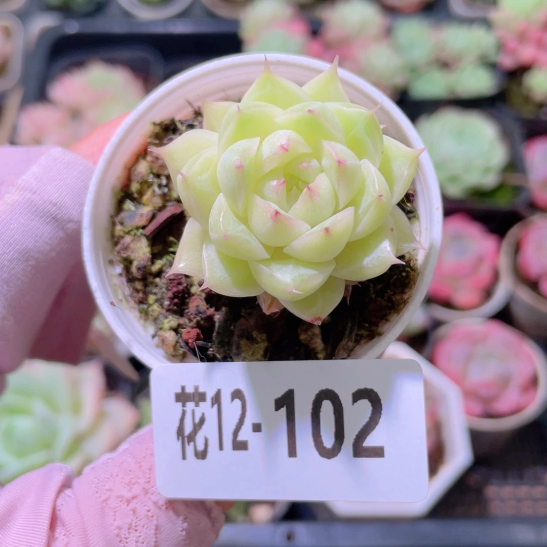 花利美12-102麦秆