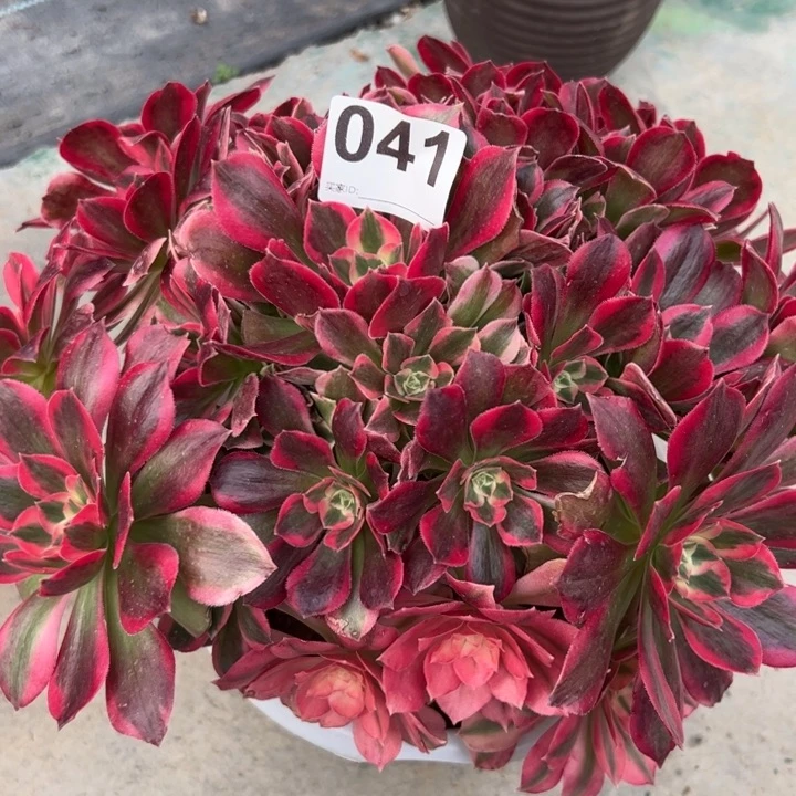 041女郎30厘米左右