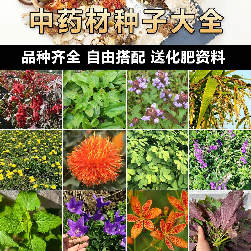 药材种子大全中药材种植苗黄芪当归党参板蓝根种籽春四季药材籽种
