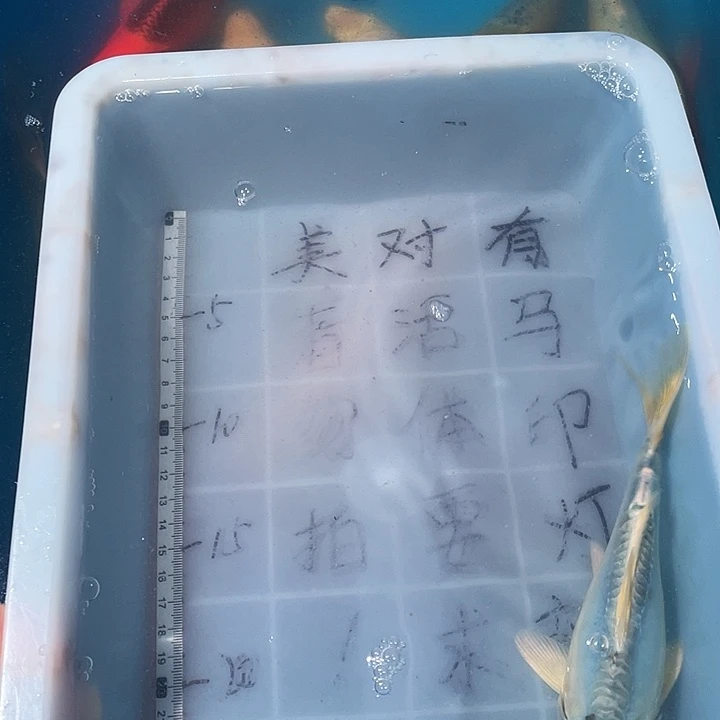 蝴蝶鲤鱼渔场直发鱼缸
