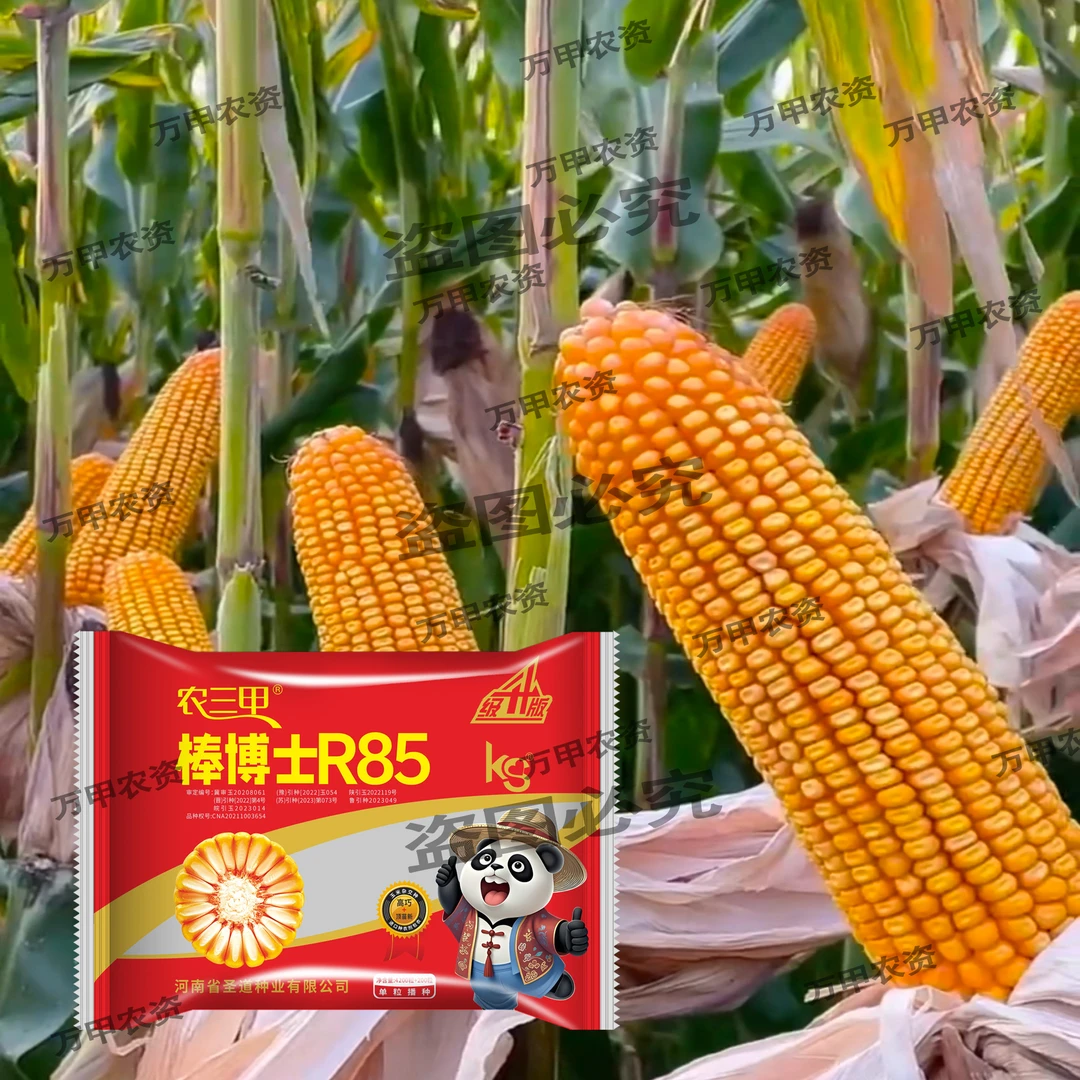 农三甲(棒博士R85)升级版 深马齿红轴矮杆大棒玉米种子高产品种