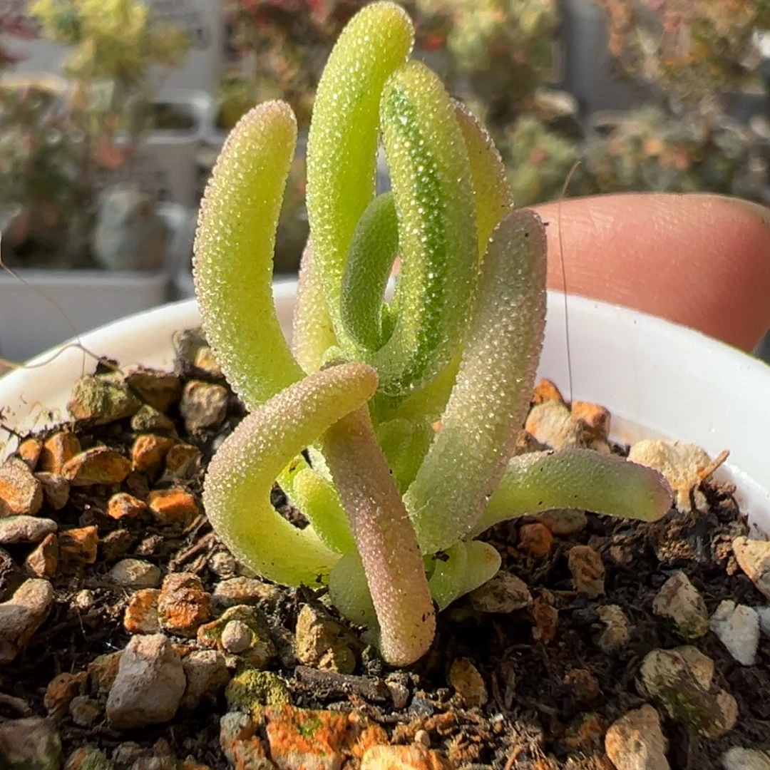 8-237枝干番杏多肉钻石黄锦拉丝锦五圆盆