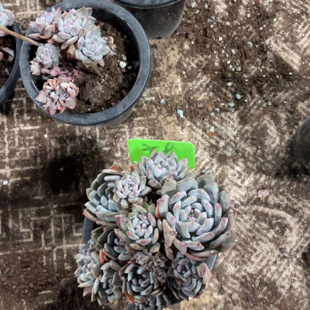 陈***氏星影缀化多头群生59