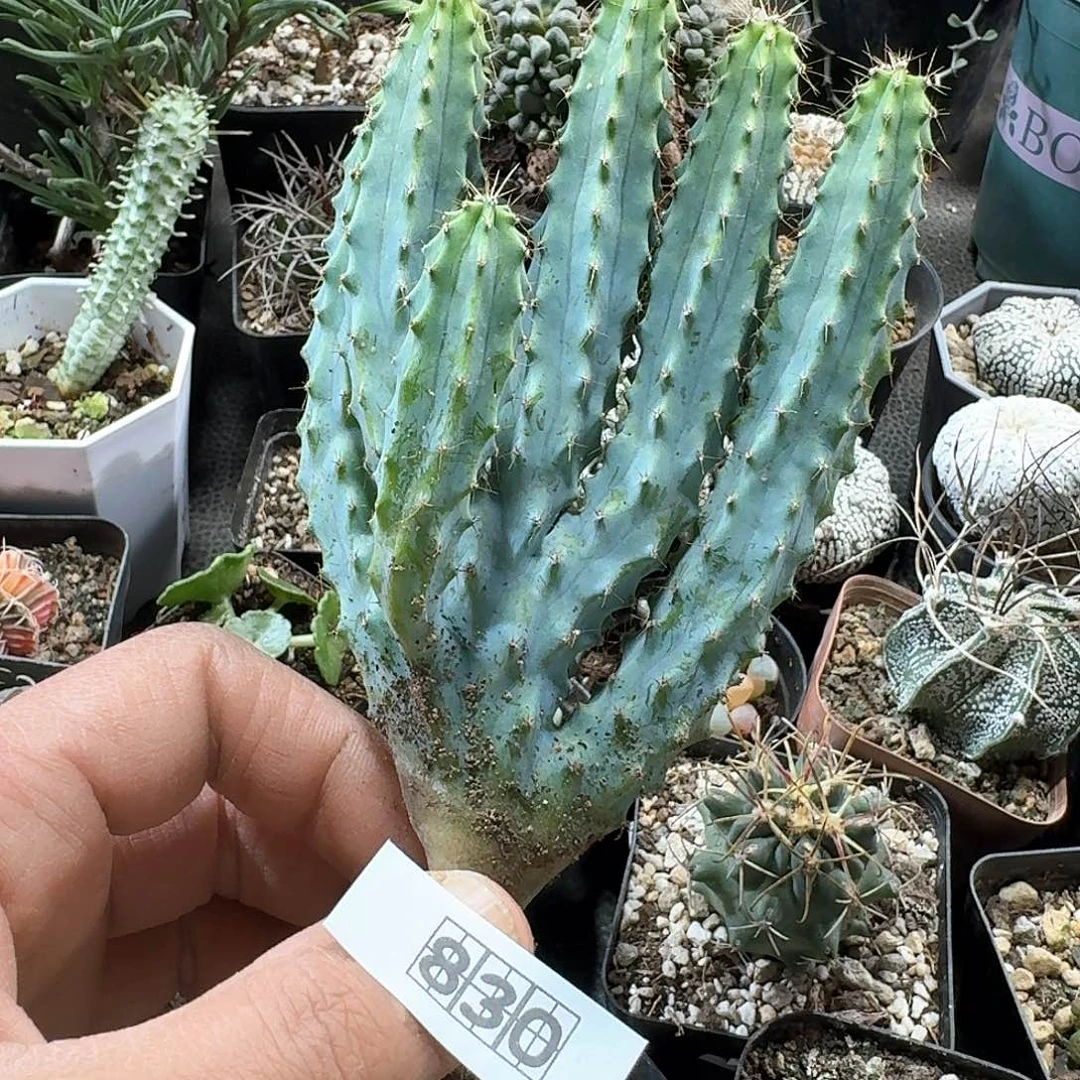 830泰龙木脱土发货