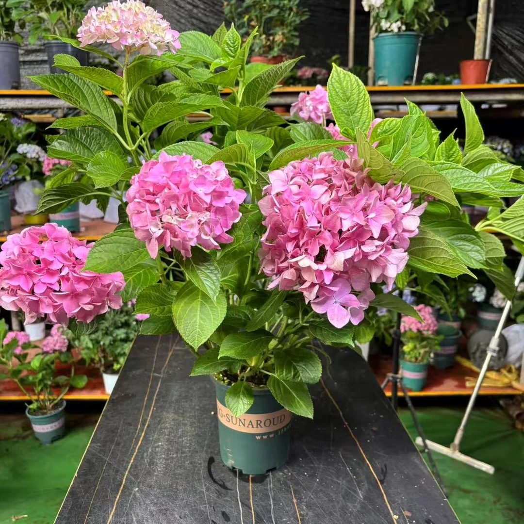 【云都花园】粉红回忆绣球 1加仑盆 带花苞原土原盆 基地源头直发