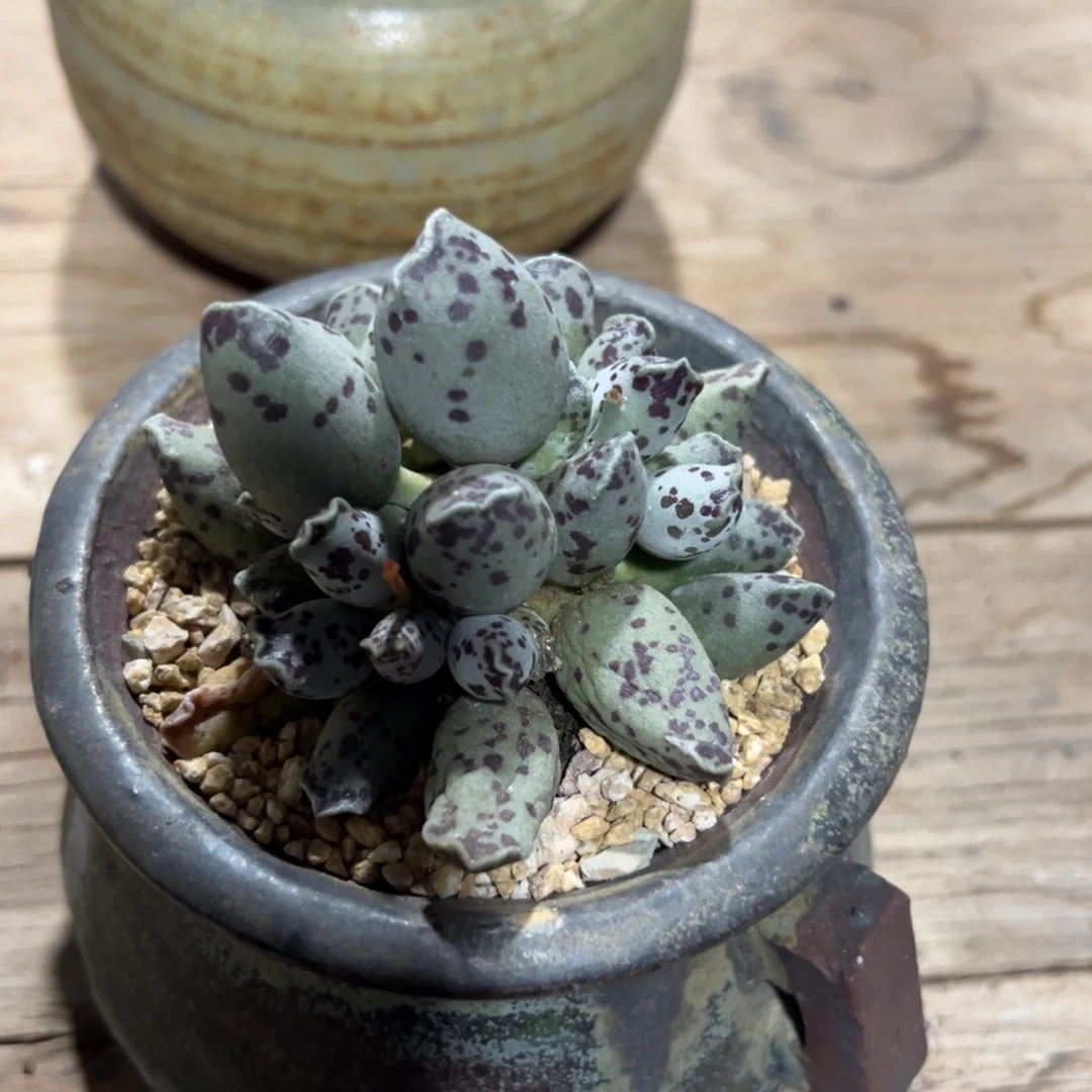 多肉植物一物一拍