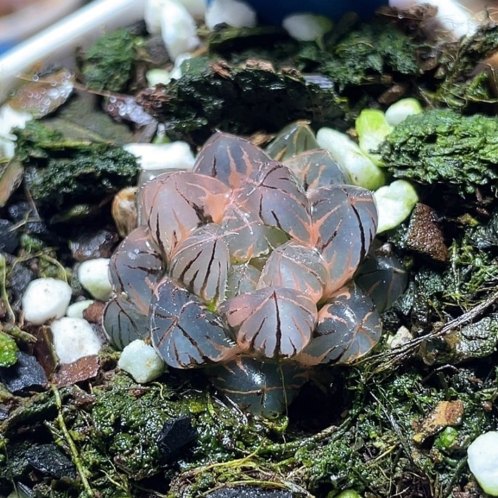 肯***鸡786霓虹灯锦特选福利