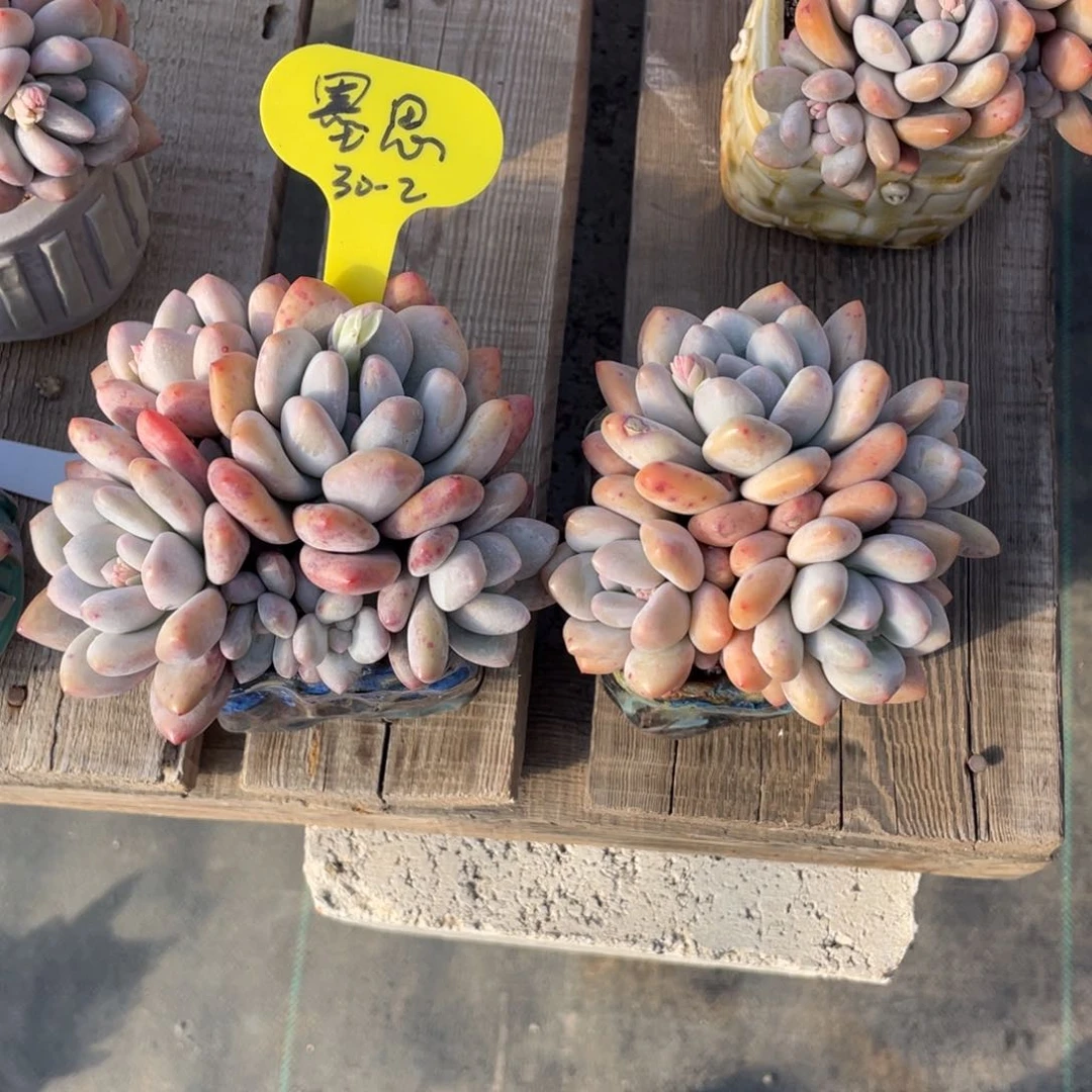 墨*恩奶酪体香水两个一组30