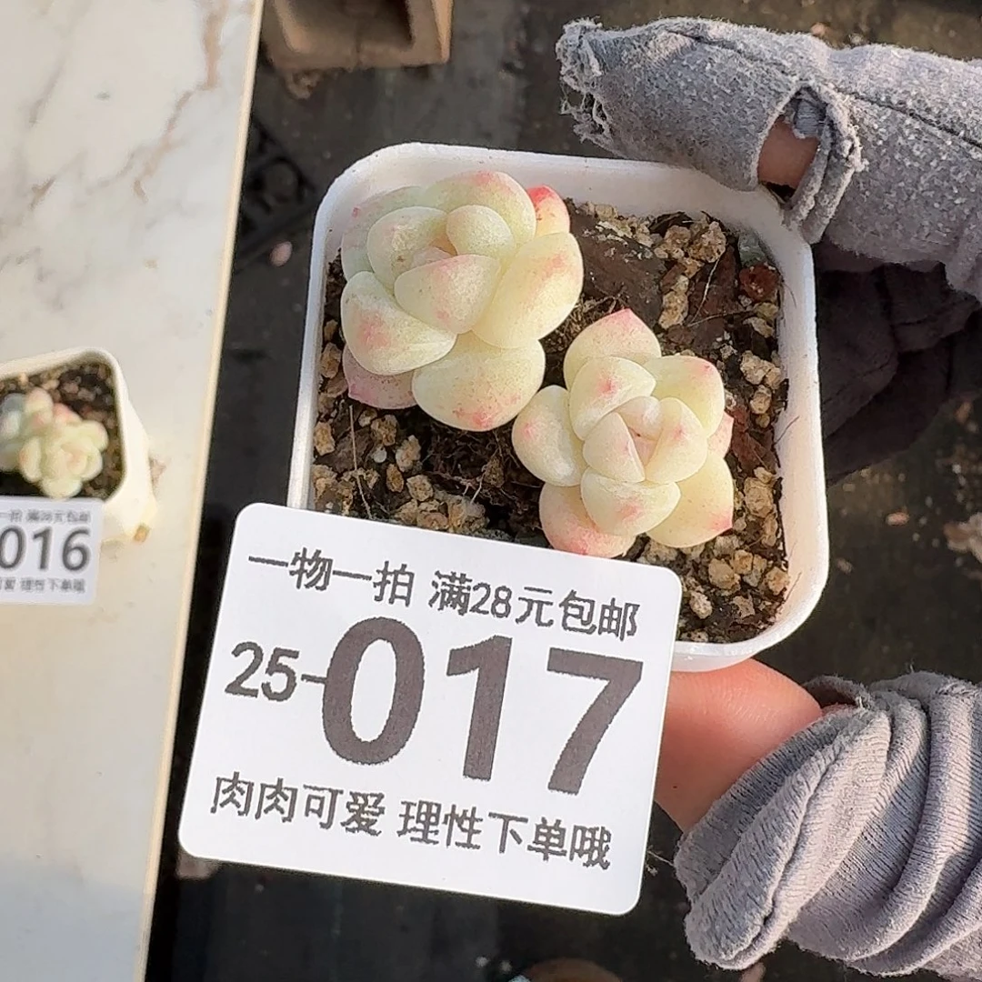 冰玉无盆土发货无