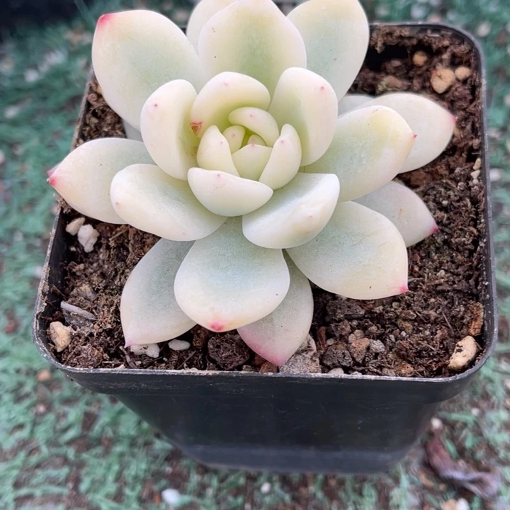 秋可园艺 梦露锦宽锦