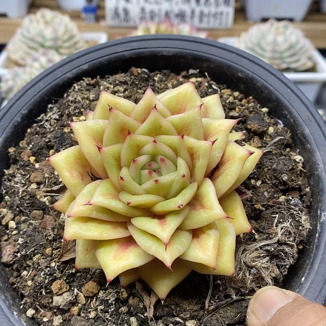 30100 精控蔷薇玛利亚
