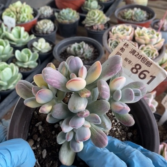 861一一一一一一一一一