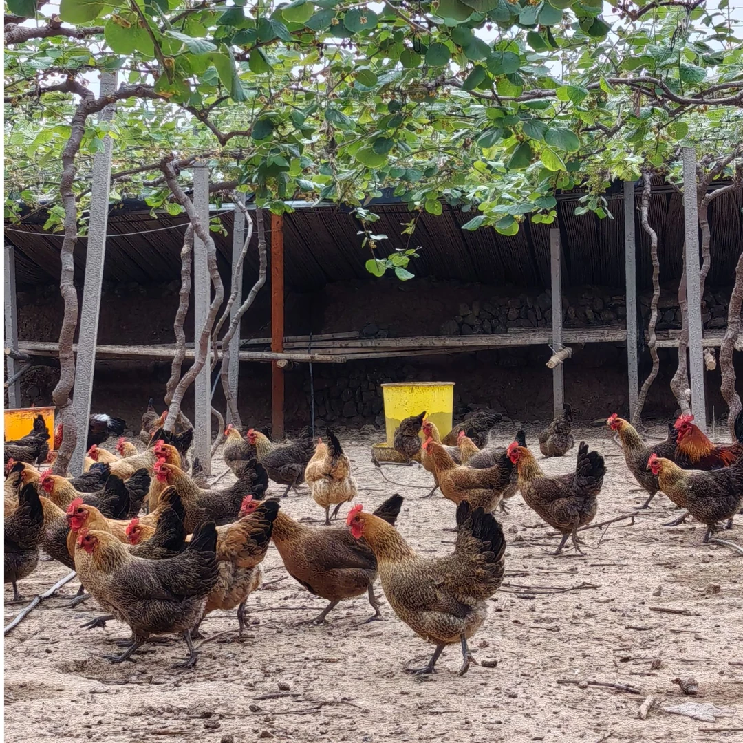 猕猴桃园散养草鸡蛋