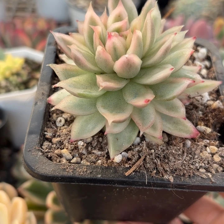 白玫瑰锦多肉植物