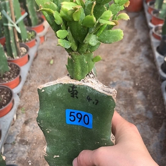 590嫁接蟹爪兰：索菲亚