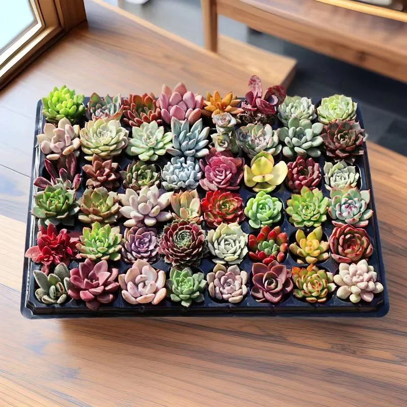 【18颗】精品多肉植物组合盆栽带穴盘发好养防辐射适合新手包邮