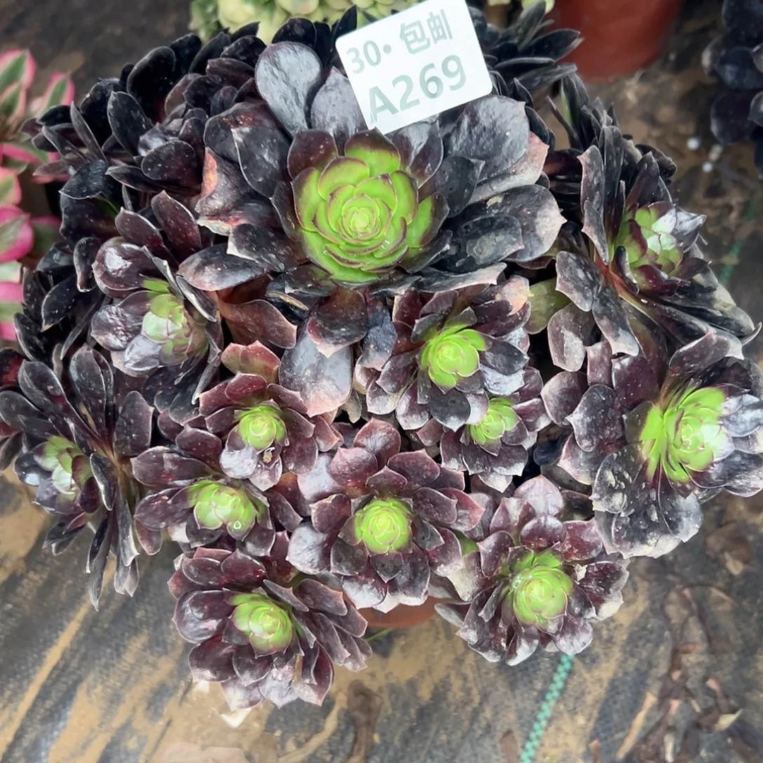 269赤艳连多肉法师不包侧枝