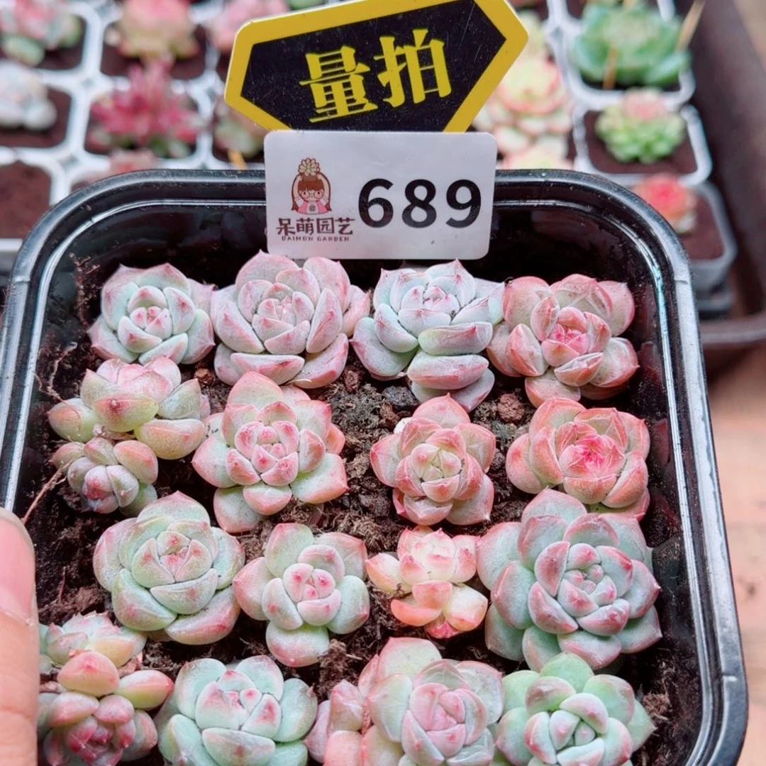多肉植物多肉植物